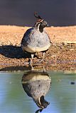 Gambel's Quail